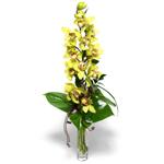 Ankara çiçekçilik görsel çiçek modeli firmamızdan  tek dal vazoda kesme orkide çiçeği